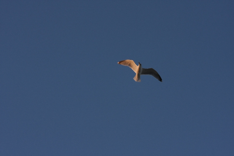 Mouette en vol 2.jpg